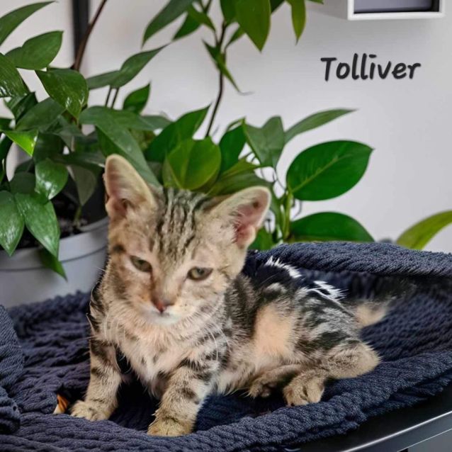 Photo of Tolliver