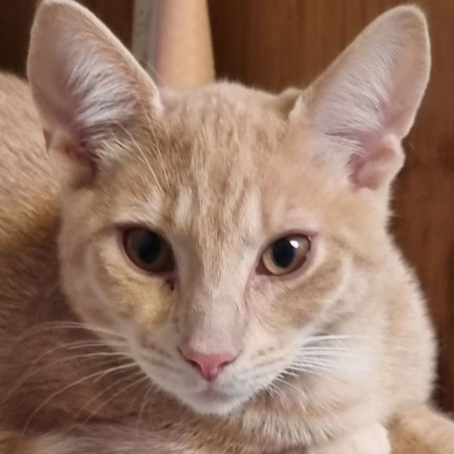 Photo of Leo. Cat, Dog & Child Friendly!