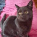 Photo of Panther