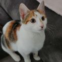 Photo of Saffron ^^Dandy Cat Rescue^^