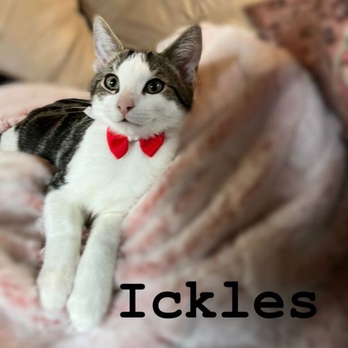 Ickles  **2nd Chance Cat Rescue**