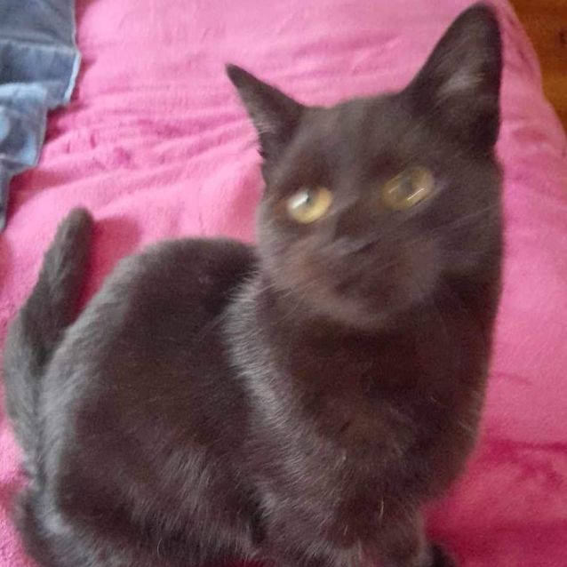 Photo of Panther