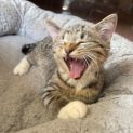 Photo of Ivy Female Kitten