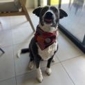 Photo of Luna