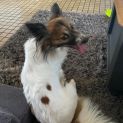 Photo of Ace
