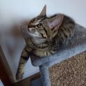 Photo of Wilbur