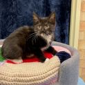 Photo of Binx
