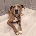 Photo of Motley
