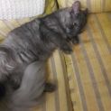 Photo of Mystique