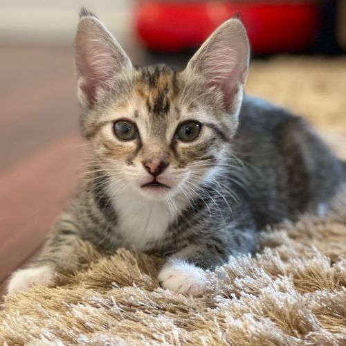 Cupcake **2nd Chance Cat Rescue**
