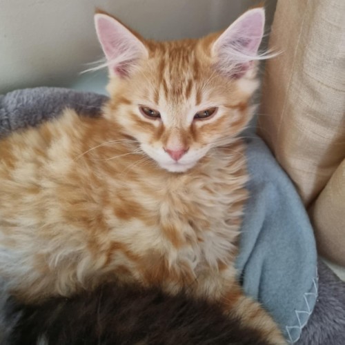 Ginger ** 2nd Chance Cat Rescue**