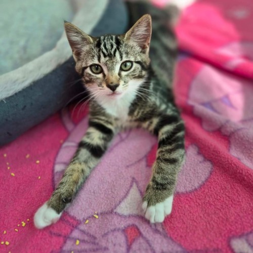 Plum **2nd Chance Cat Rescue **