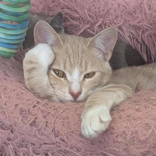 🎡 Cairo 6914 🎡