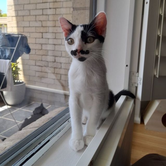 Photo of Monsieur Hector 