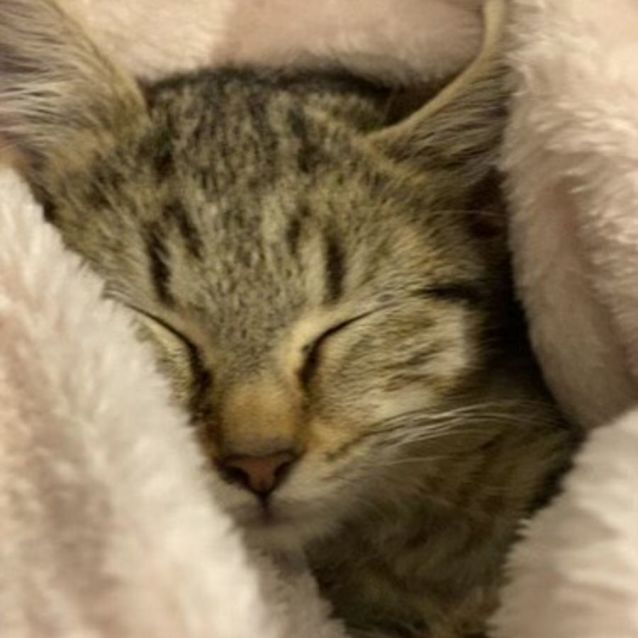 Photo of Eevee