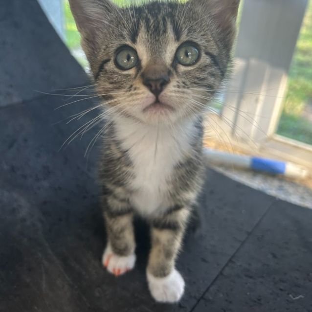 Photo of Millie