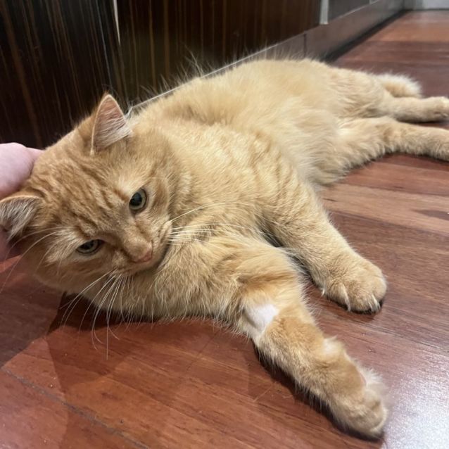 Photo of Teddy