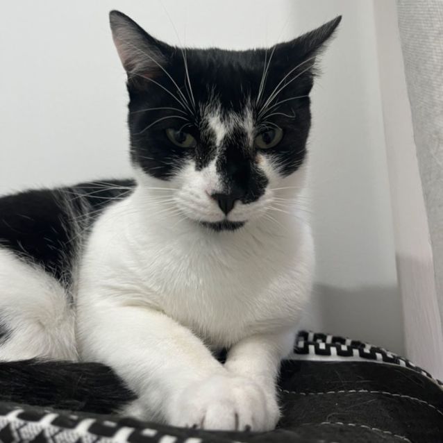 Photo of Monsieur Hector And Senor Hugo