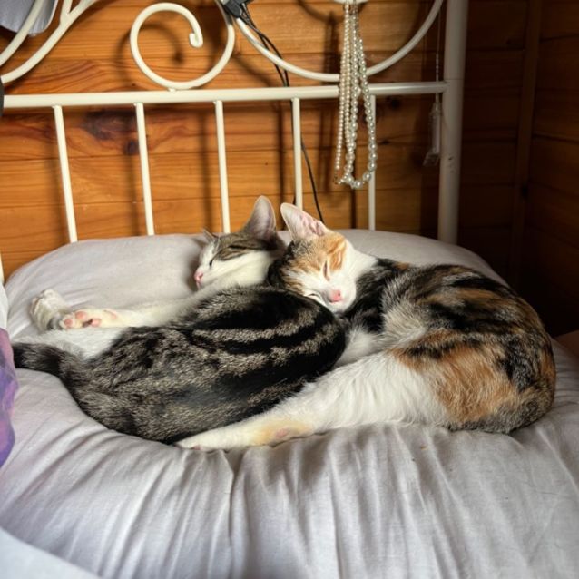 Photo of Isla **2nd Chance Cat Rescue**