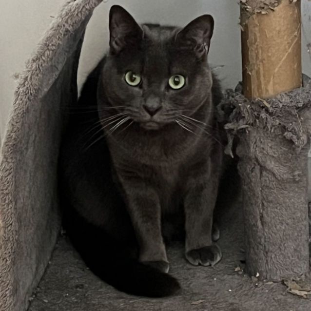 Photo of Ardie Pants *9 Lives Project Rescue*