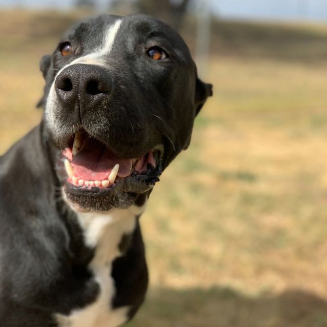 Photo of Diesel