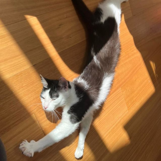 Photo of Nori ^^Dandy Cat Rescue^^