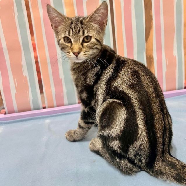 Photo of Jinx   Located In Doreen