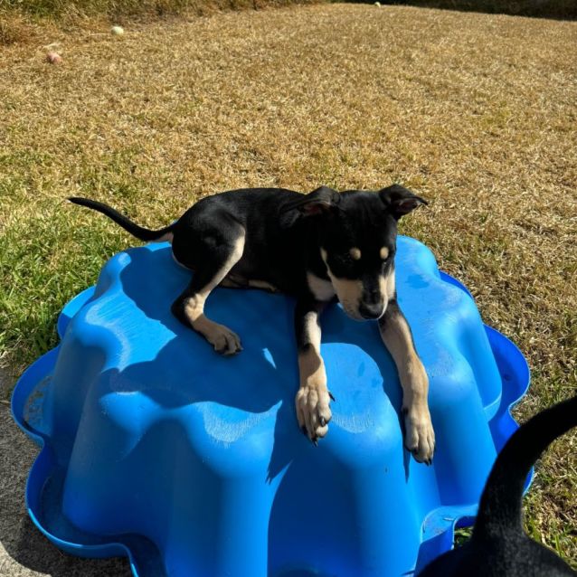Photo of Rowan English Staffy