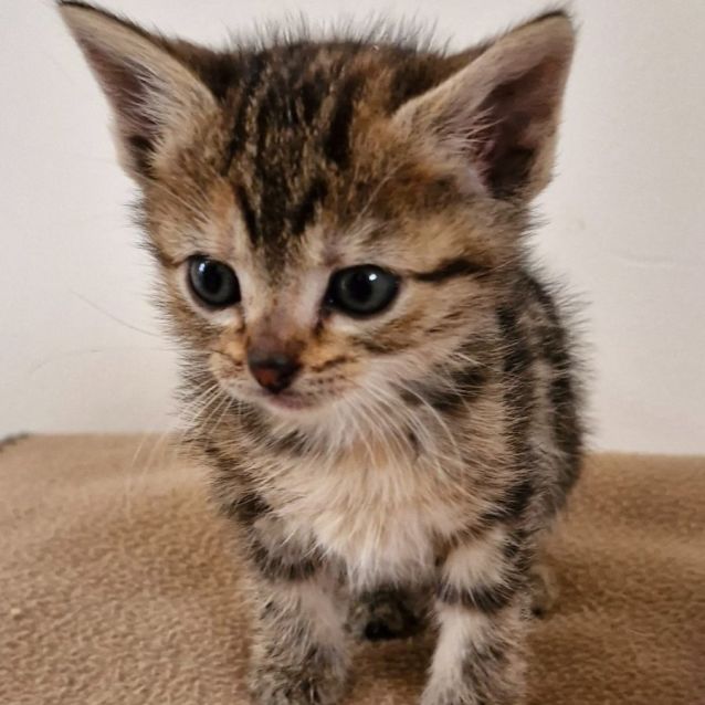 Photo of C1321 Dixie