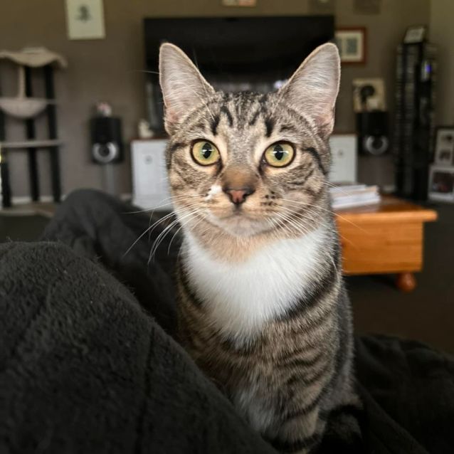 Photo of Lisa And Olympia. **2nd Chance Cat Rescue**