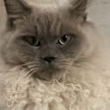 Photo of Kovu
