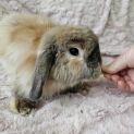 Photo of Honey & Brayden (Located In Wantirna South)