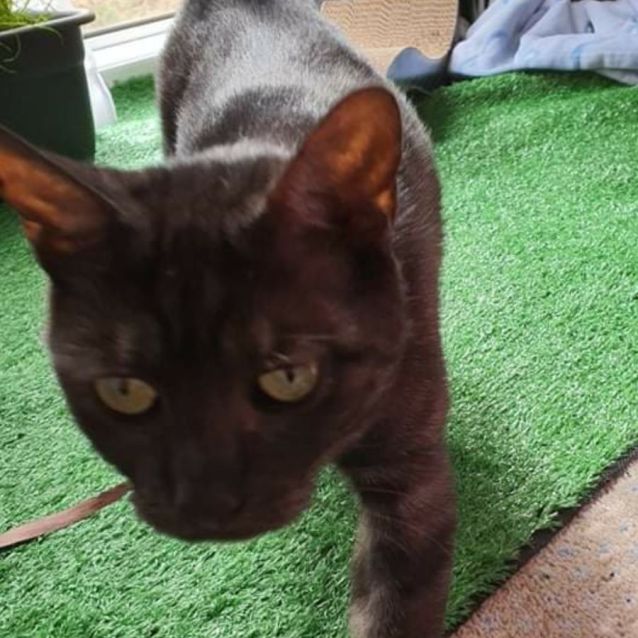 Photo of Nova (Located In Doncaster East)