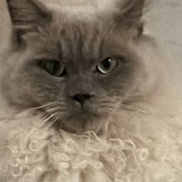 Photo of Kovu