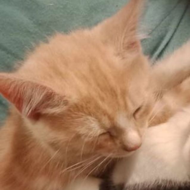 Photo of Fluffy Butt