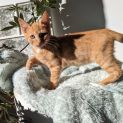 Photo of Barry 🐱