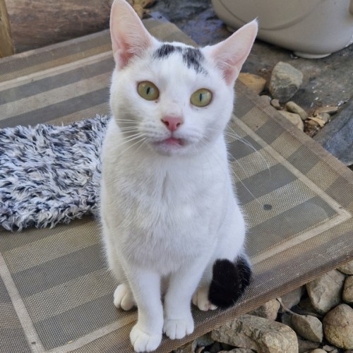 Bubbles - Domestic Short Hair Cat