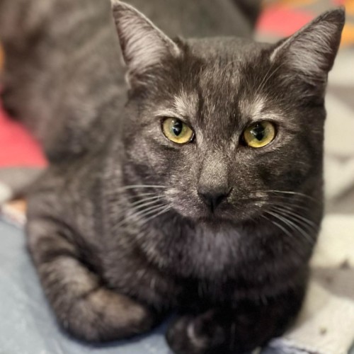 Prince* 9 Lives Project Rescue*