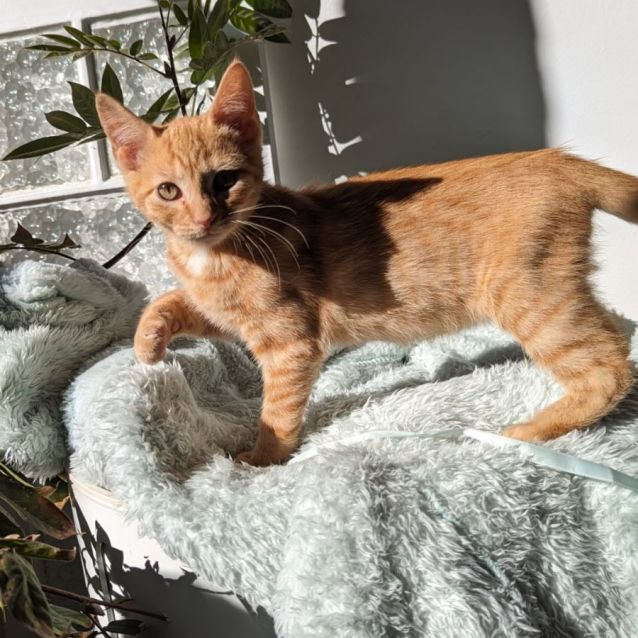 Photo of Barry 🐱