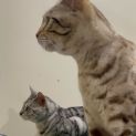Photo of Sultan & Angel