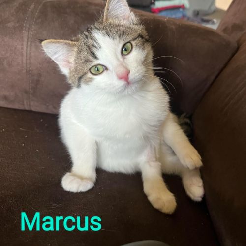 Marcus