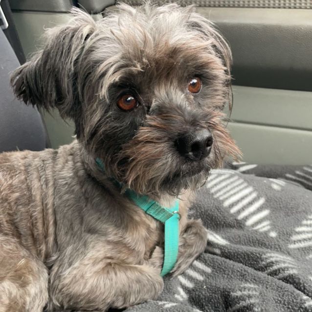 Cashew Small Female Silky Terrier Mix Dog in VIC PetRescue