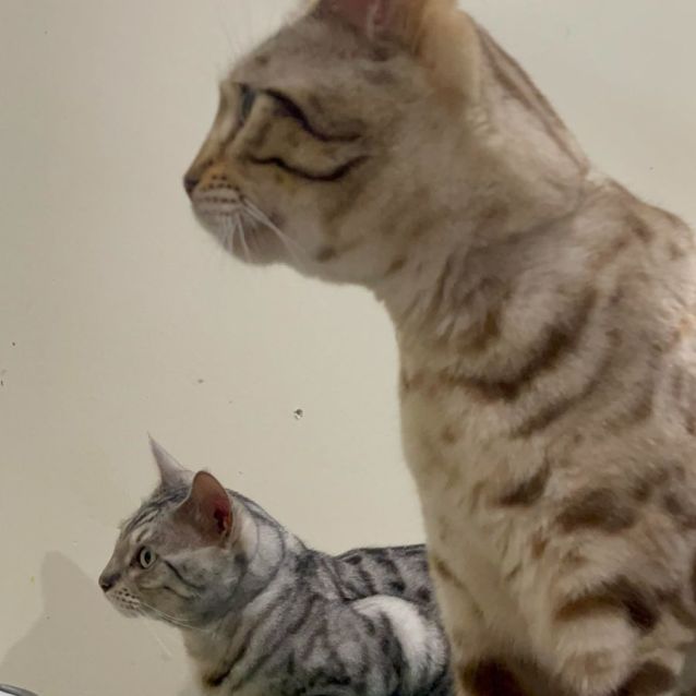 Photo of Sultan & Angel