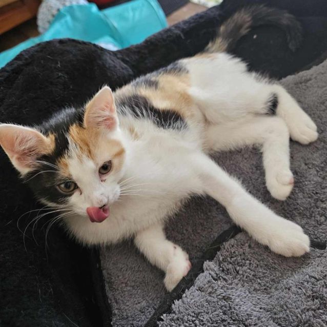 Photo of Aria **2nd Chance Cat Rescue**