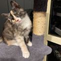 Photo of Maple