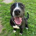 Photo of Diesel