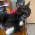 Photo of Ringo **2nd Chance Cat Rescue**