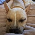 Photo of Pixie