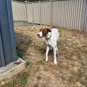 Photo of Molly
