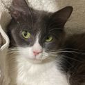 Photo of Giselle